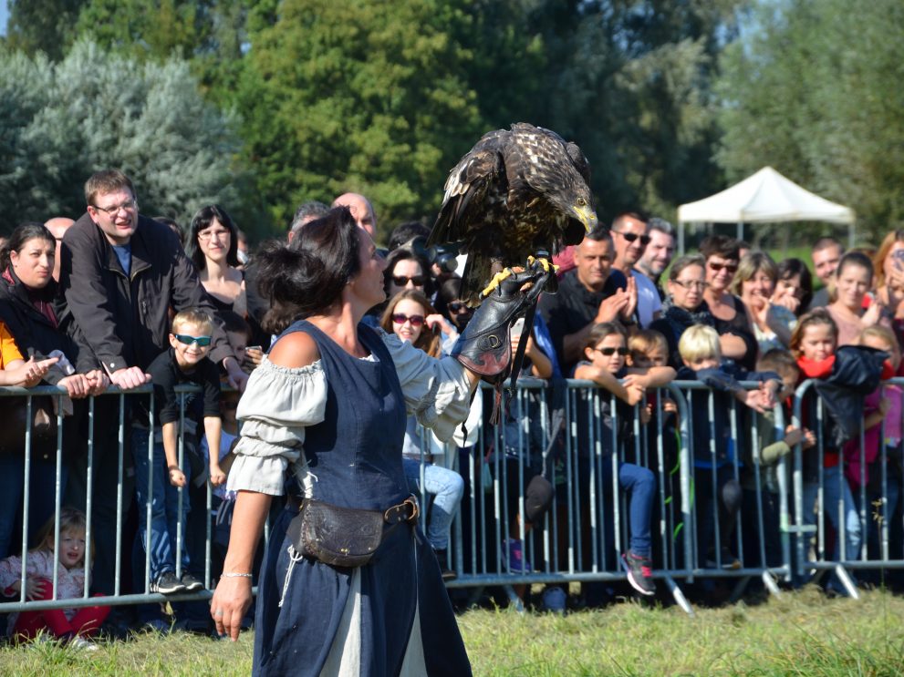 Arkéosiennes vol de rapaces