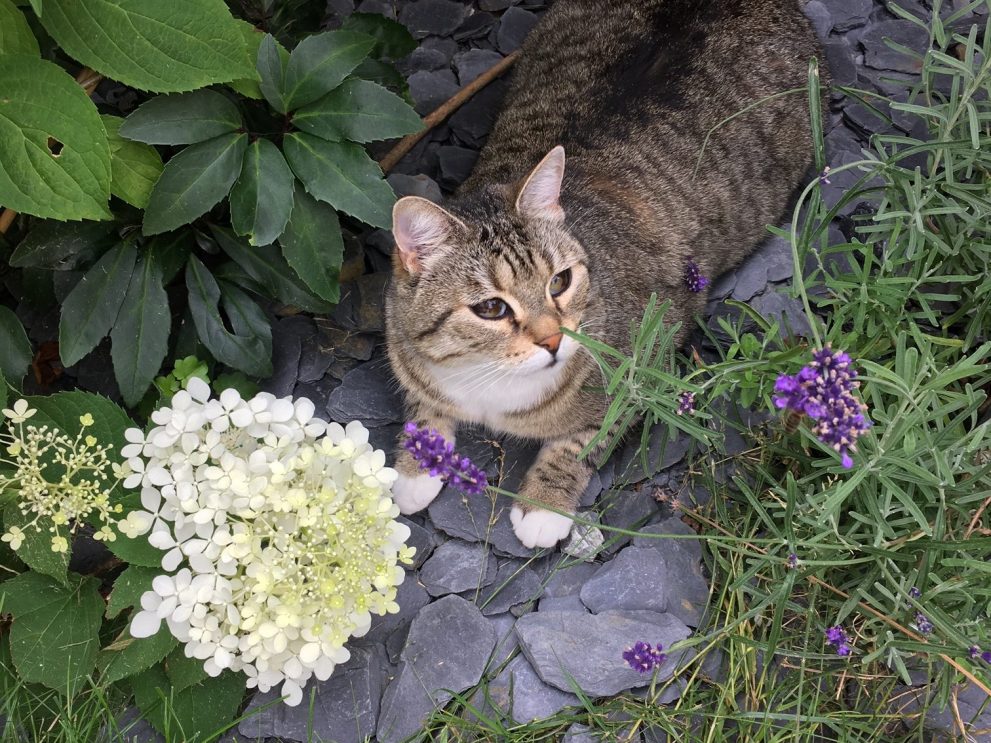 leo le patron - chat de la maison